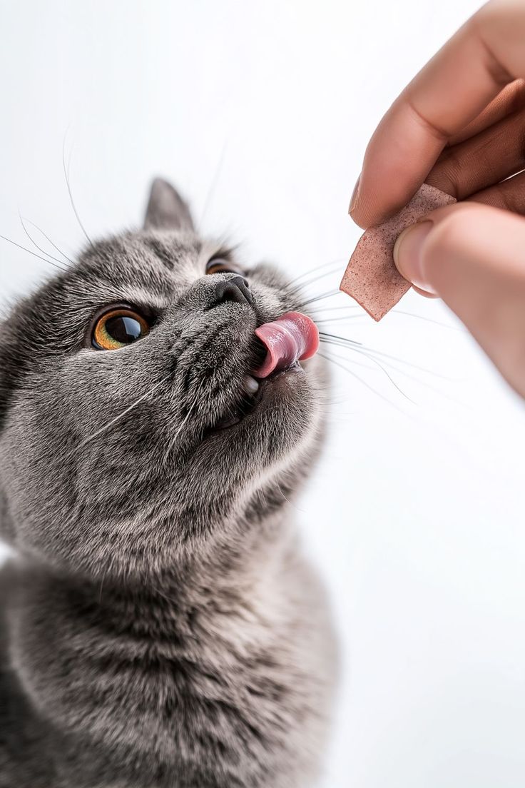 Teasty Treats for Cats 🐱🍖