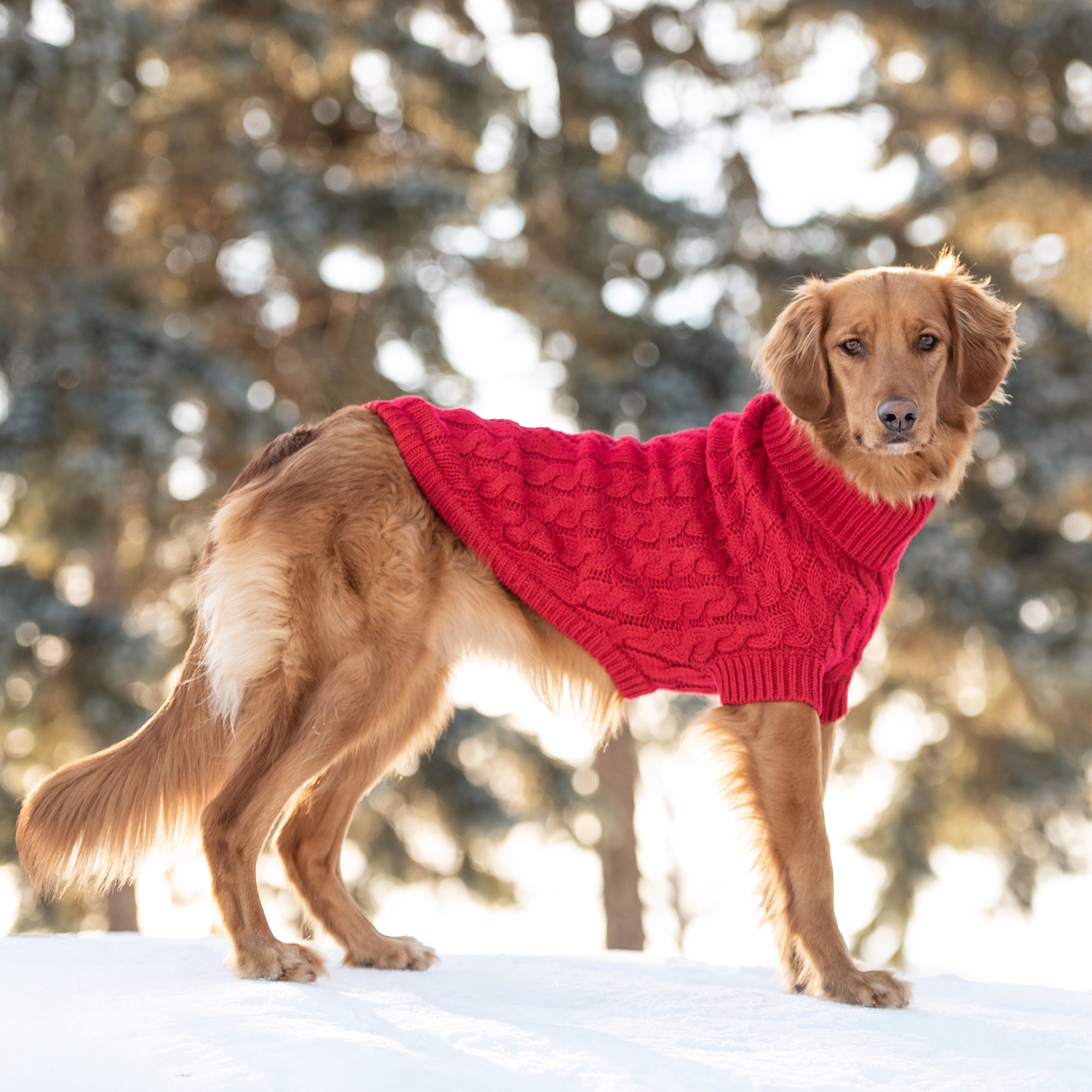Chalet Dog Sweater – Red | Warm, Soft & Winter-Ready Knit