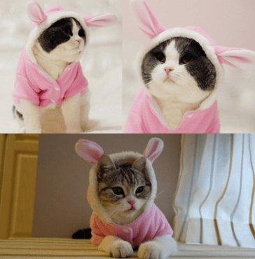 Cozy Bunny Cat Hoodie – Warm Winter Cat Clothes | Cute Soft Pet Hoodie for Cats