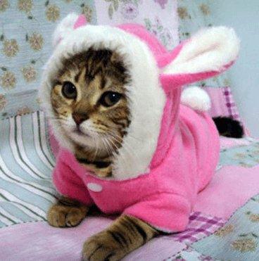 Cozy Bunny Cat Hoodie – Warm Winter Cat Clothes | Cute Soft Pet Hoodie for Cats